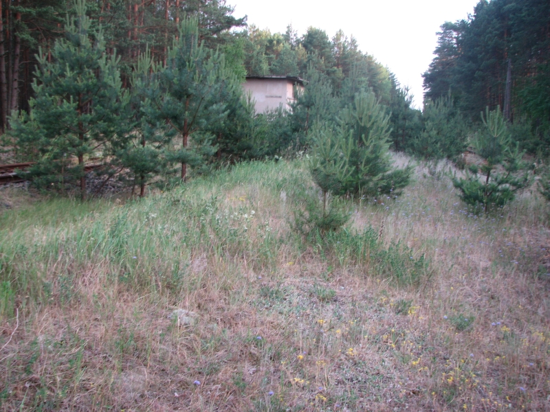 Wielbark Suchy Las 15