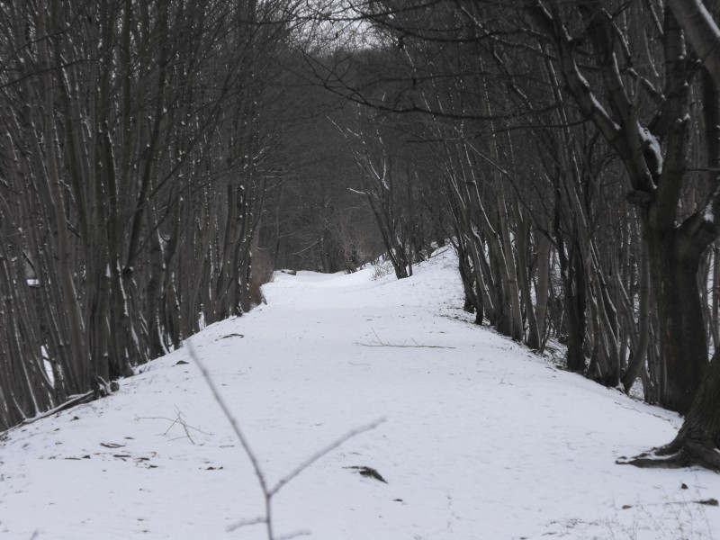 wrzeszcz - rębiechowo 039