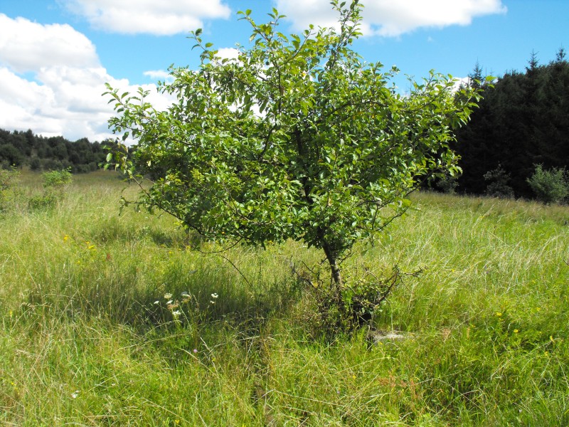 Lisewo Kaszubskie 01