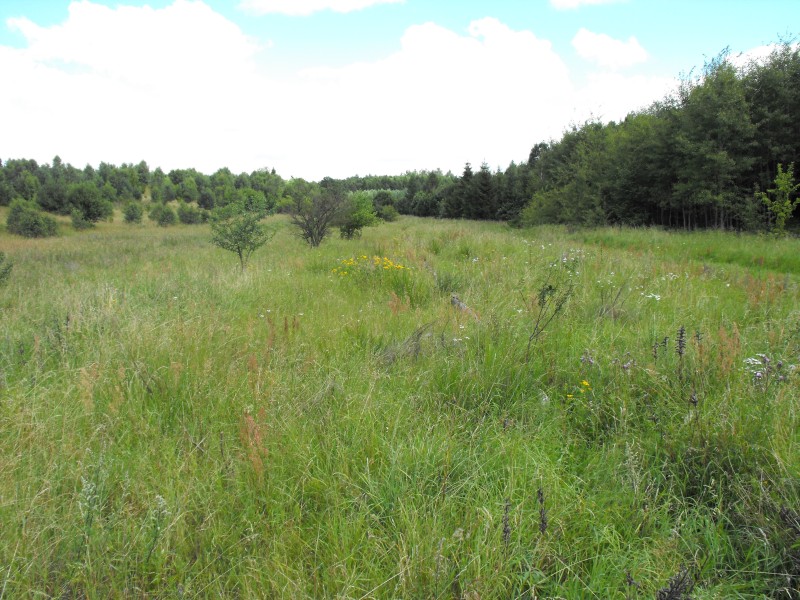 Lisewo Kaszubskie 03