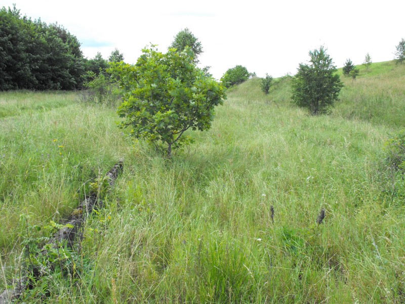 Lisewo Kaszubskie 04