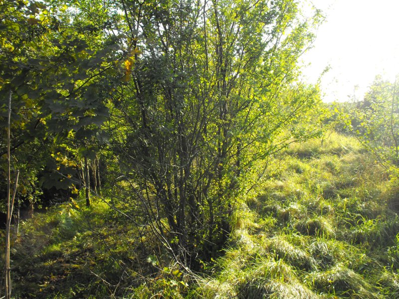 Osieki Lęborskie 06