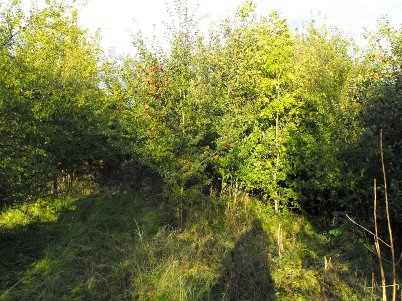 Osieki Lęborskie 07