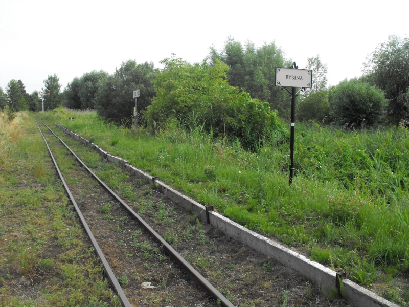 Rybina 04